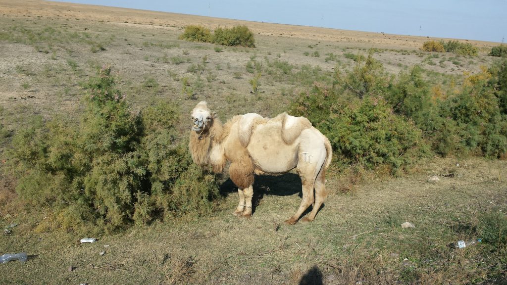 Kazakhstan Camel